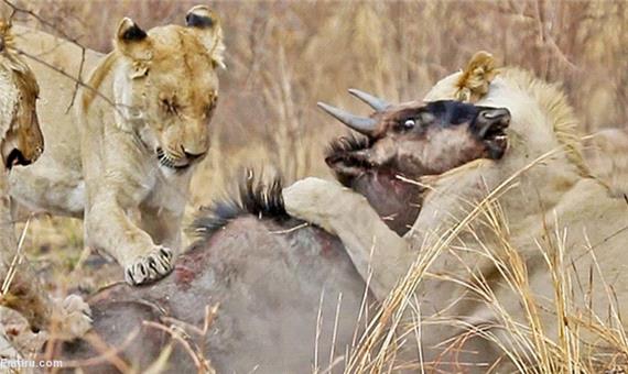 تلاش کل یالدار برای فرار از دست شیرها