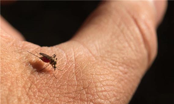 دانشمندان با اصلاح ژنتیکی پشه‌ها می‌خواهند با بیماری مالاریا مقابله کنند