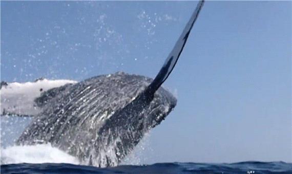 فرود وحشتناک نهنگی گوژپشت جان دو غواص را به خطر انداخت