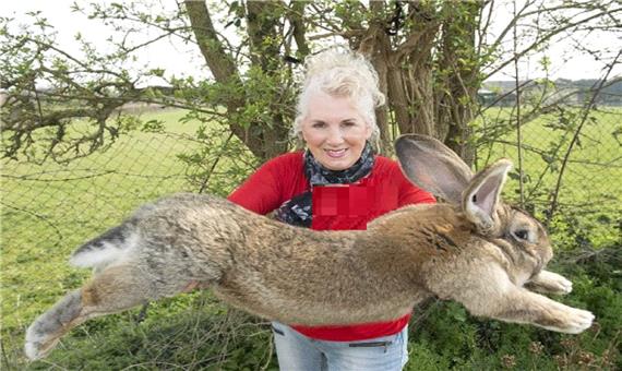 پاداش 1000 پوندی برای بزرگترین خرگوش به سرقت رفته جهان