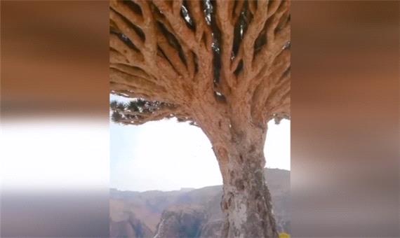 درخت خون اژدها، یکی از جالب‌ترین درخت‌های روی کره زمین