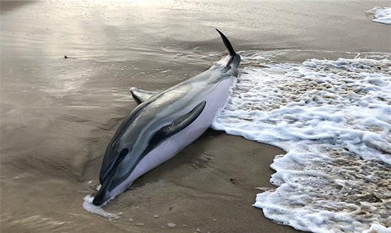 نجات بچه دلفین در ساحل