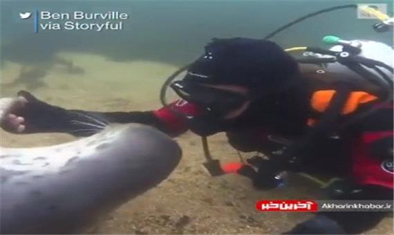 ویدئویی زیبا از ارتباط گرفتن شیر دریایی با غواص
