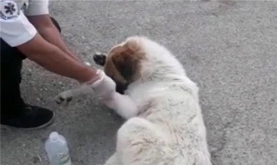 پناه بردن عجیب یک سگ مصدوم به اورژانس!