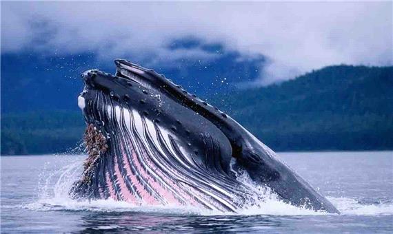 دانستنی ها/ نهنگ‌ها چگونه آواز می‌خوانند؟