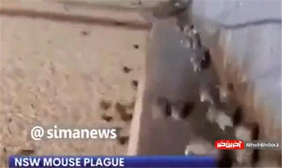 حمله بی‌سابقه موش‌ها به استرالیا