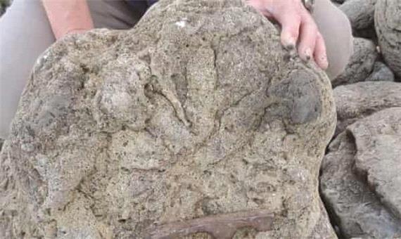 کشف ردپایی که ممکن است متعلق به آخرین دایناسور بریتانیا باشد
