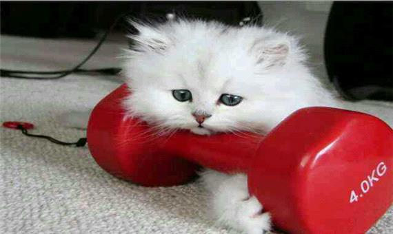 گربه ورزشکار!