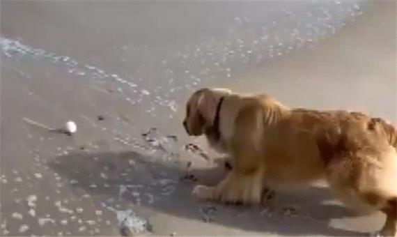 تلاش جالب و تحسین‌برانگیز یک سگ برای پس گرفتن توپش از دریا