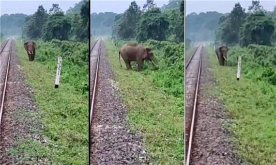 هوشیاری راننده قطار با دیدن فیل نزدیک ریل