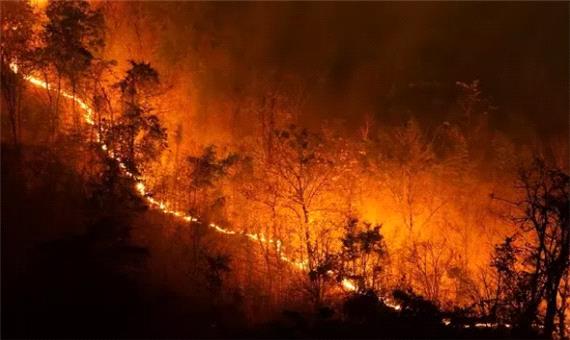 سالانه 33 هزار نفر در آتش سوزی جنگل های جهان می میرند