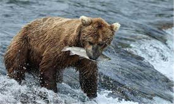 ویدئویی دیدنی از شکار ماهی توسط خرس