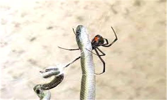 ویدئویی جذاب از شکار مار توسط عنکبوت!