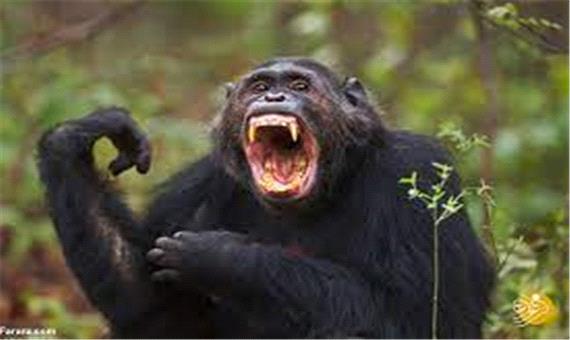 واکنش خنده‌دار یک شامپانزه به تقلید رفتارش توسط یک انسان