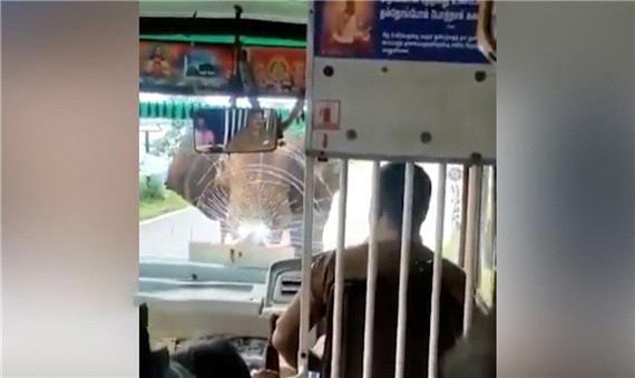 حمله وحشتناک فیل خشمگین به اتوبوس!