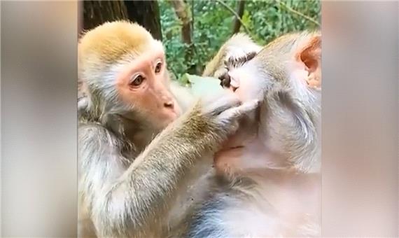 ویدیوی بامزه‌ای از معاینه چشم در دنیای میمون‌ها!