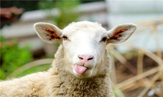 گوسفند باهوشی که به دستور صاحبش گله گوسفندان رو جمع میکنه
