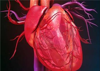 سلولهای بنیادی، ناجی احتمالی قلبهای بیمار