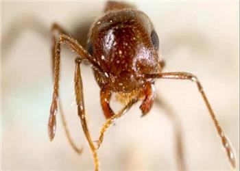 مادرکُشی در کلونی مورچهها؛ ترفند هولناک ملکههای انگل!