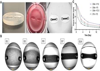 محقق ایرانی موفق به ابداع «بافت سهبعدی قلب» شد