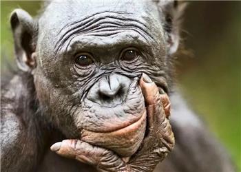 میمونها مانند انسانها توانایی تخیل دارند