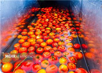 تولید نخستین گوجهفرنگی آروماتیک جهان با فناوری کریسپر