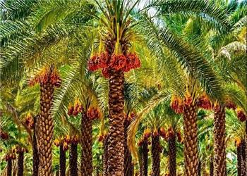 آیا گوگرد معدنی، واقعا خاک نخلستان را احیا میکند؟