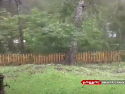 قدرت هولناک طوفان در سائو پائولوی برزیل‌ که درخت را از جا کند!