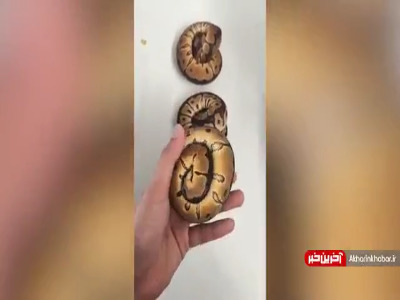 اینا حلزون نیستن مارن!