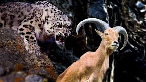 پلنگی که برای استتار، شکارِ سنگین وزنش را بالای درخت برد!