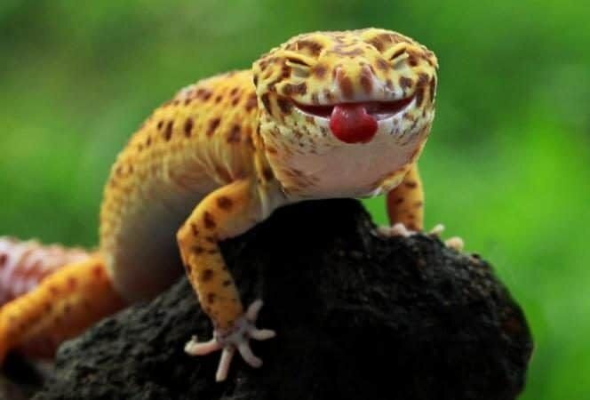 واکنش مارمولک ها به لیزر