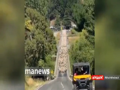 گله گوسفند در نیوزیلند جاده رو بست!