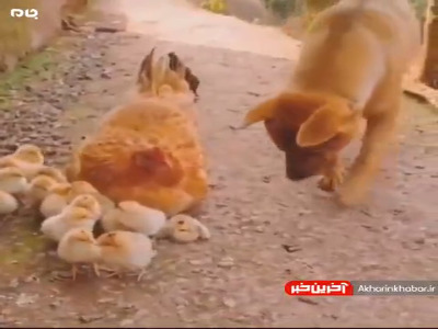 وقتی سگ به محبت مادرانه مرغ نیاز دارد!