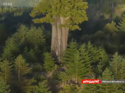 بلندترین درخت دنیا