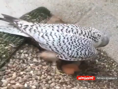 کلیپی از شنقار؛ باز سیاه چشم!