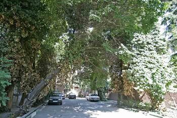 اجرای طرح محله سبز در منطقه۲