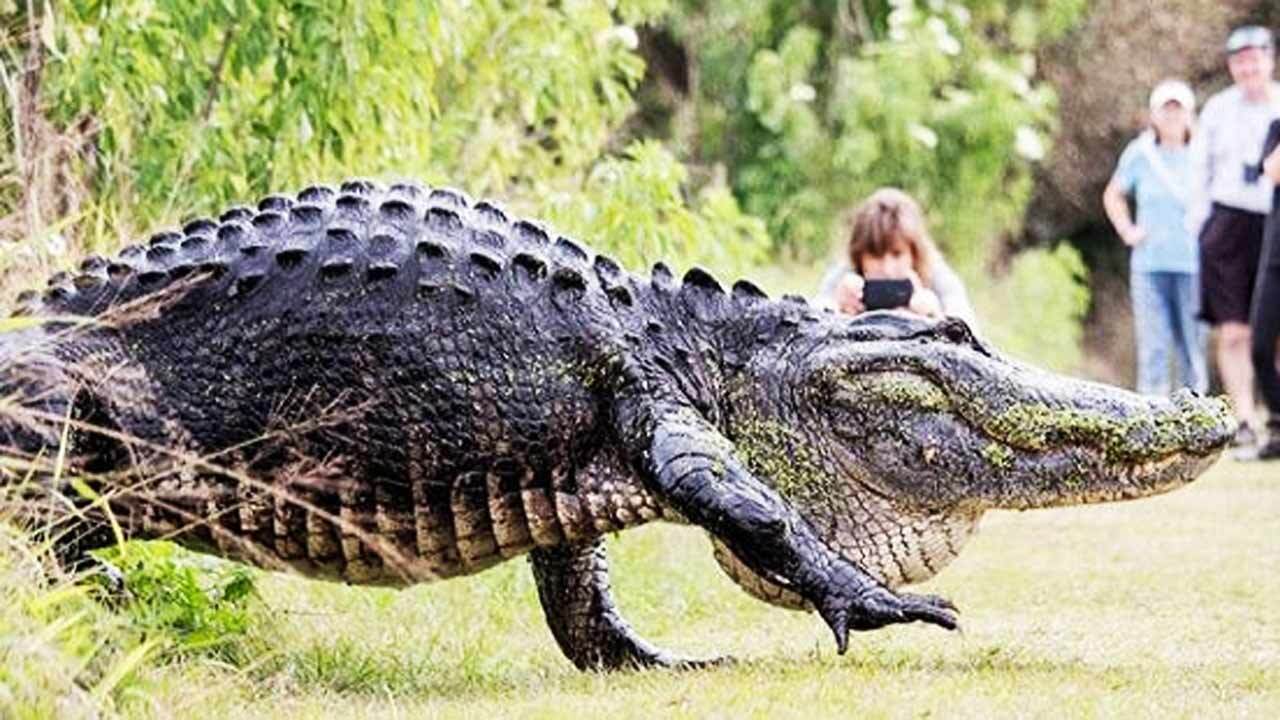 شجاعت باورنکردنی یک مرد در کنار تمساح غول پیکر