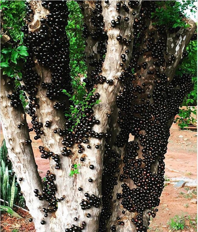 ایران پرسمان