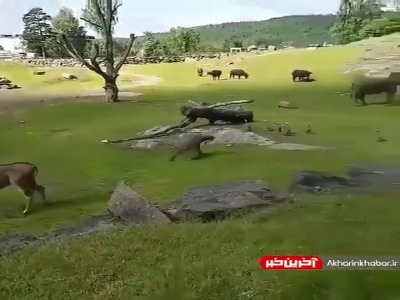 این داستان بچه فیل خجالتی
