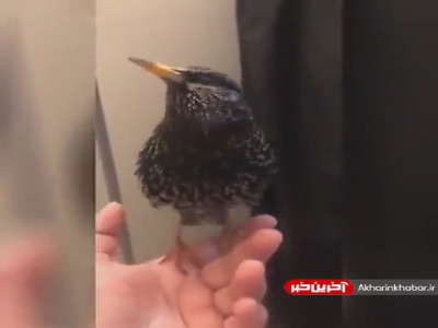صدای زیبای این پرنده ۴ ساله اروپایی را بشنوید