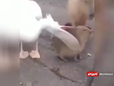 دید لقمه‌ی دهنش نیست بی‌خیال شد