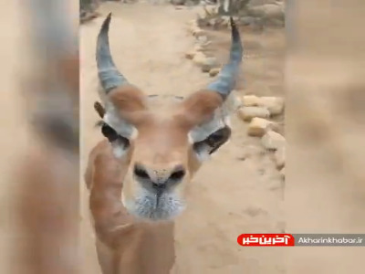 دوستی حیوان با انسان در حیات وحش