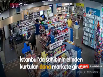 مشتری عجیب سوپرمارکت؛ یک گاو!