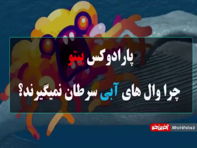 پارادوکس پیتو؛ چرا وال‌های آبی، سرطان نمی‌گیرند!؟
