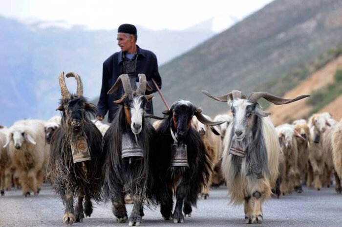 ایران پرسمان