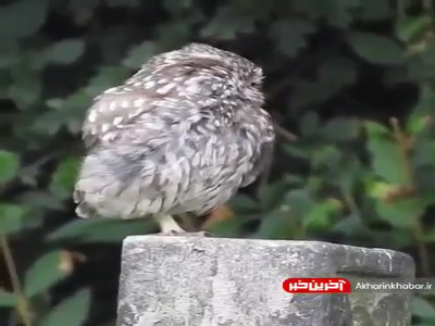 بیدار شدن جغد از خواب