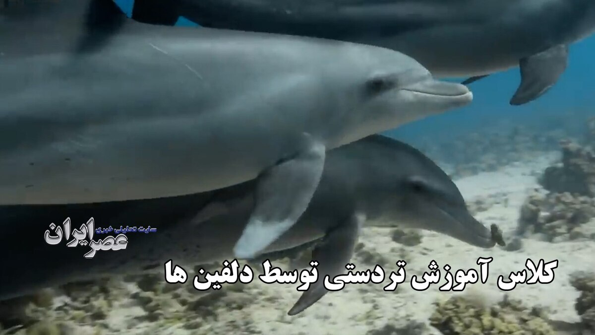 کلاس آموزش تردستی توسط دلفین‌ها