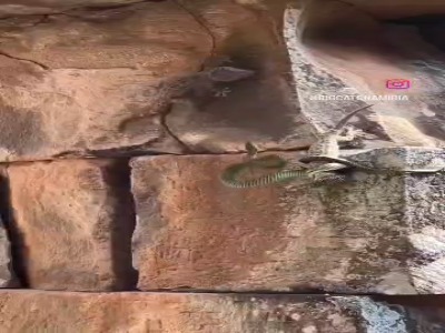 درگیری مارمولک با مار برای نجات هم‌نوع!