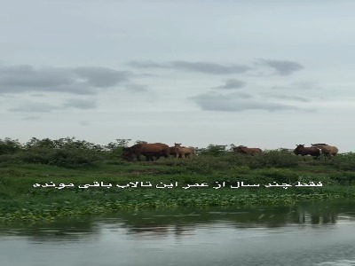 تالاب سیاه درویشان در گیلان