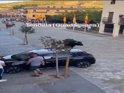 حمله گاو وحشی به یک ماشین در اسپانیا